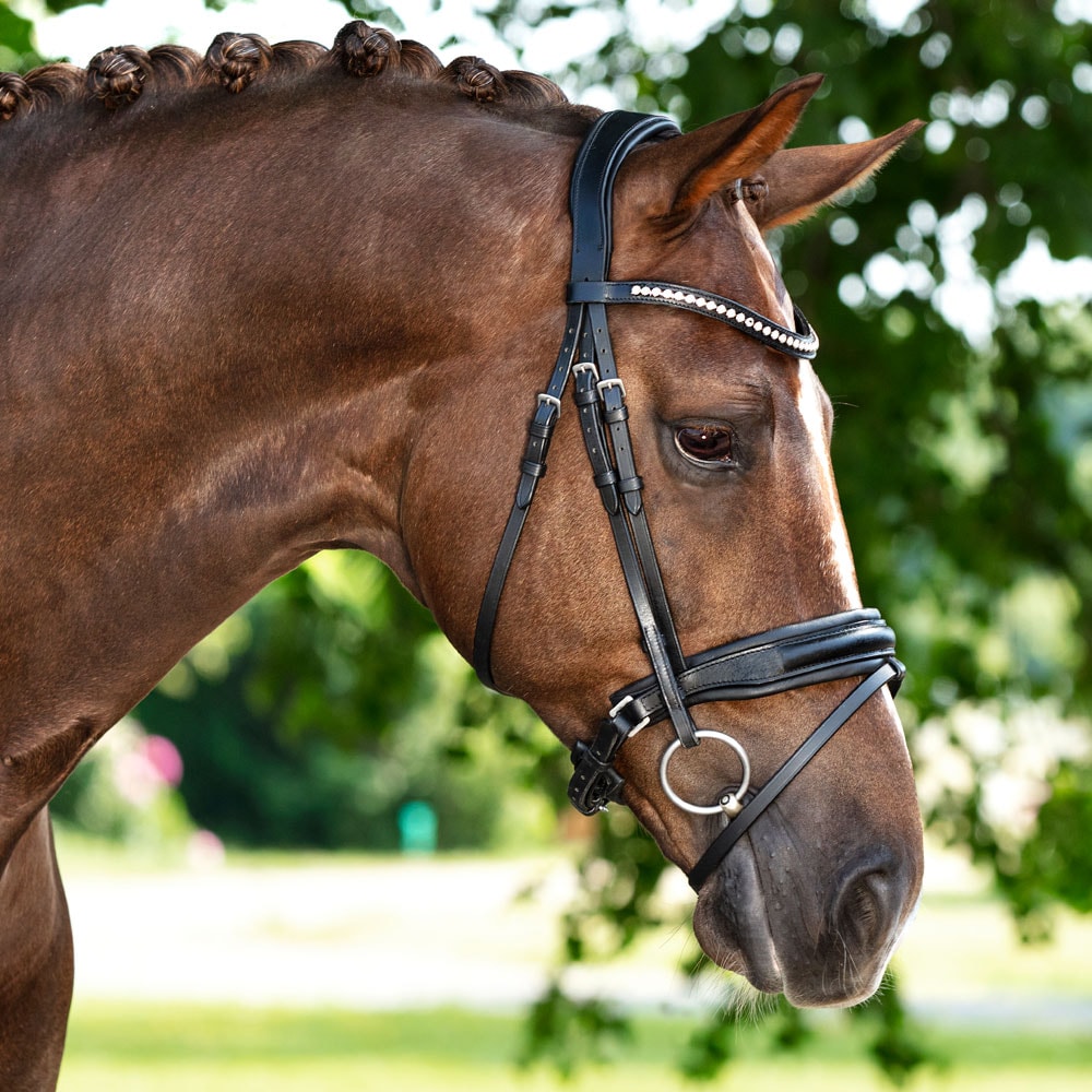 Neusriem gecombineerd met hoofdstel  Halmore Fairfield®